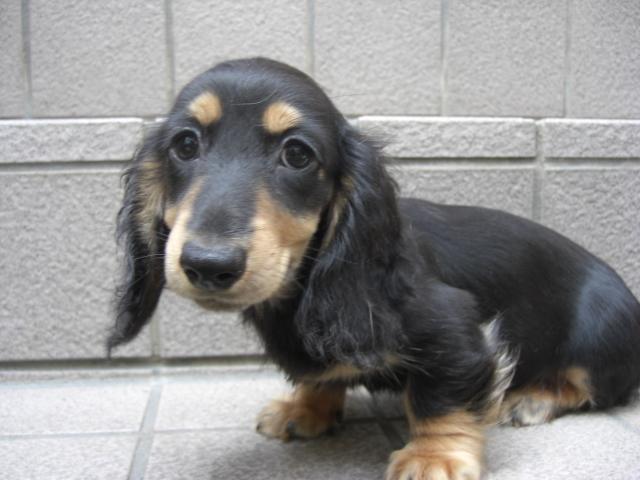 ミニチュアダックスフンド