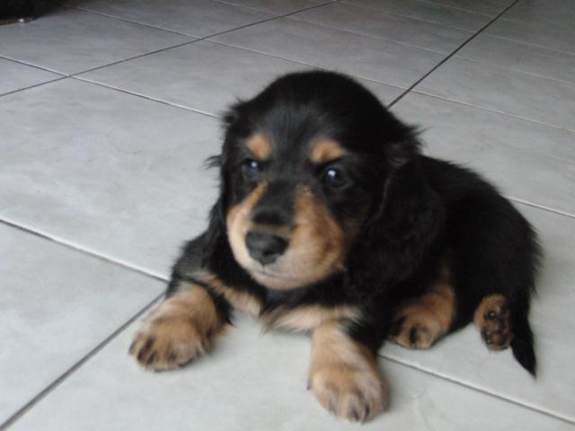 ミニチュアダックスフンド