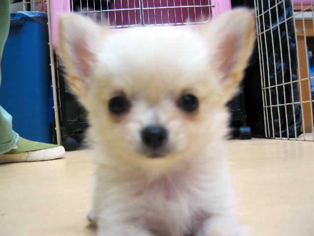 チワワ（ロングコート）