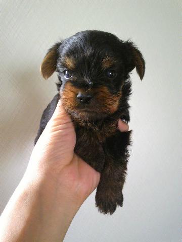 ヨークシャーテリア