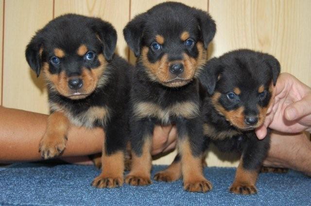 ロットワイラー