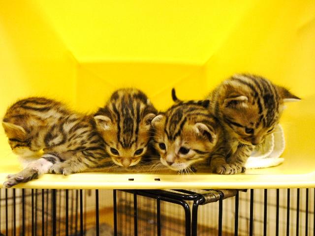 ベンガル　　ブラウン・スポット☆