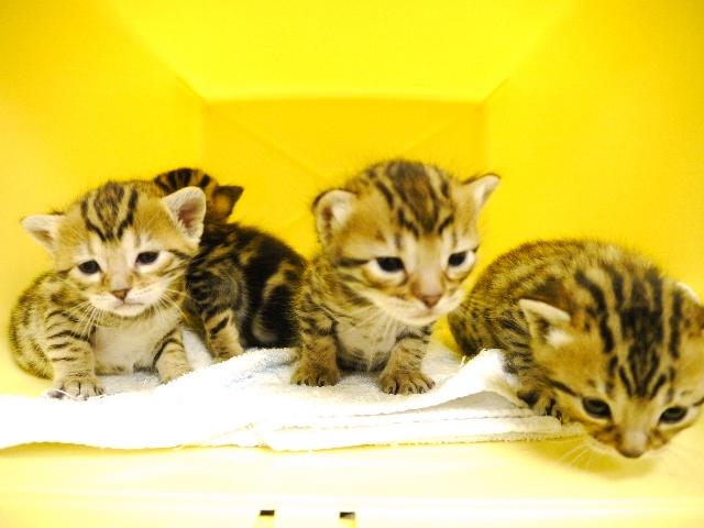 ベンガル　　ブラウン・スポット☆