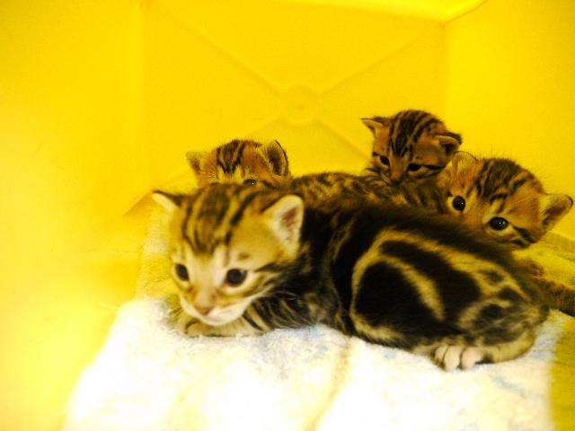 ベンガル　　ブラウン・マーブル☆