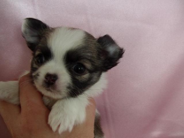 チワワ（ロングコート）この子は決りました。