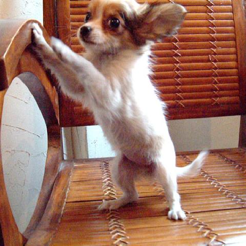 チワワ（ロングコート）