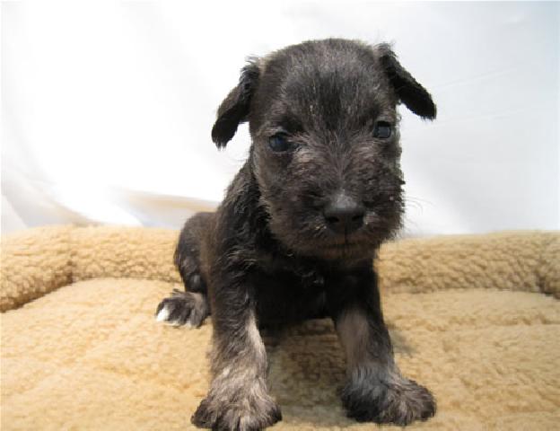 ミニチュアシュナウザー