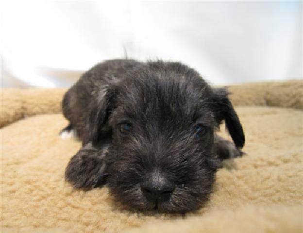 ミニチュアシュナウザー