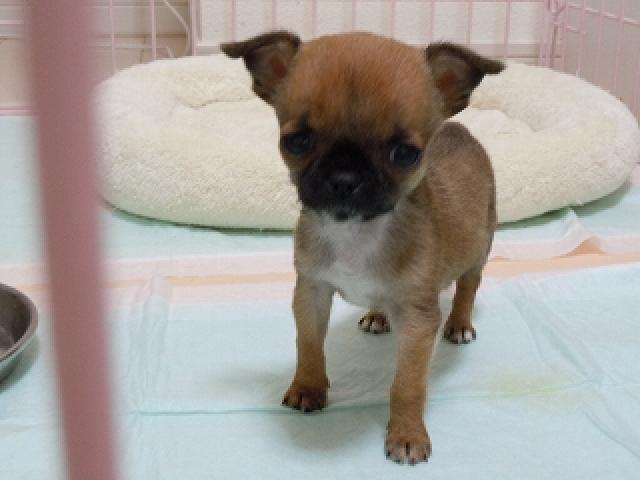 チワワ(スムースコート)