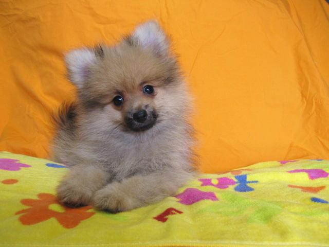 ポメラニアン