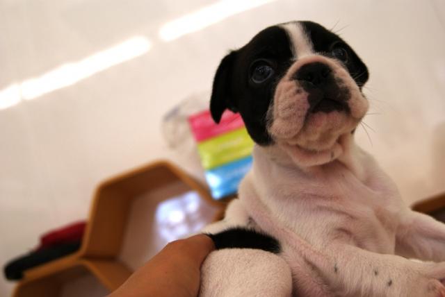 フレンチブルドッグ