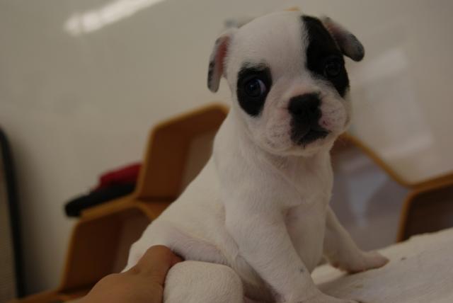 フレンチブルドッグ