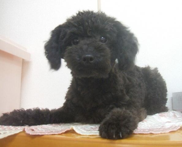 トイプードル