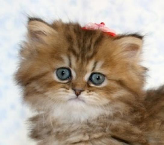 ペルシャ・ヒマラヤン