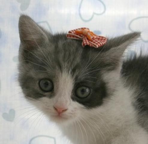 スコティッシュフォールド