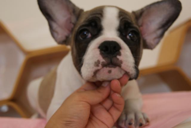 フレンチブルドッグ