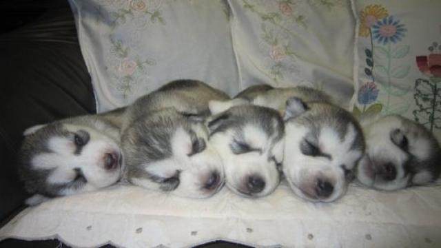 シベリアンハスキー