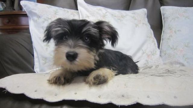 ミニチュアシュナウザー