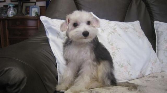 チャイニーズクレステッドドッグ