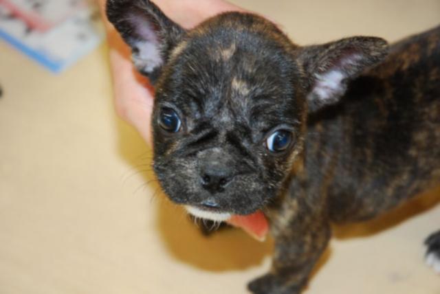 フレンチブルドッグ