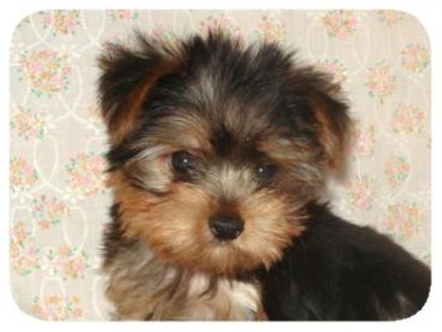 ヨークシャーテリア