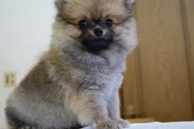 ポメラニアン