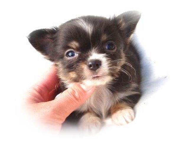 チワワ(ロングコート)