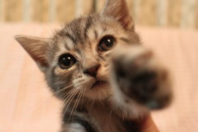 アメリカンショートヘアー