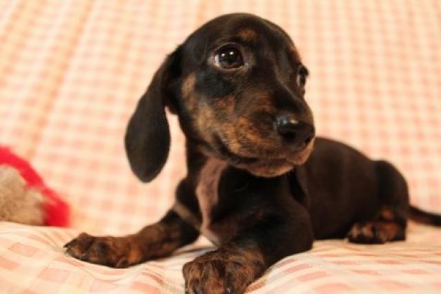 ミニチュアダックスフンド スムース