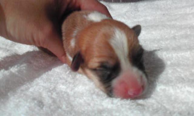 ウェルシュコーギーペンブローク