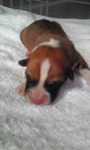 ウェルシュコーギーペンブローク