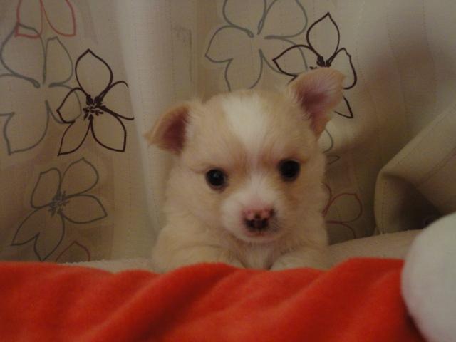 チワワ(ロングコート)