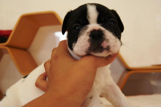 フレンチブルドッグ