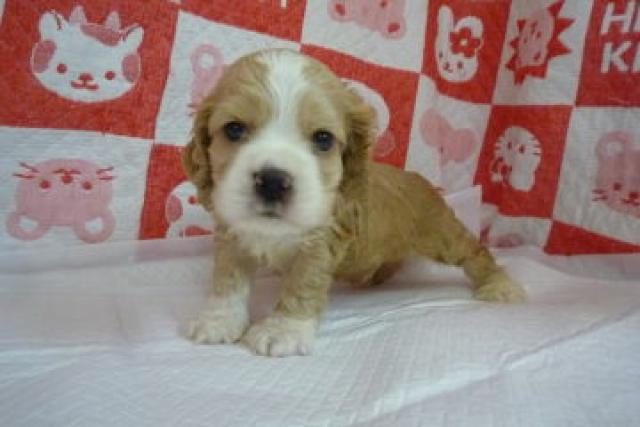 アメリカンコッカースパニエル