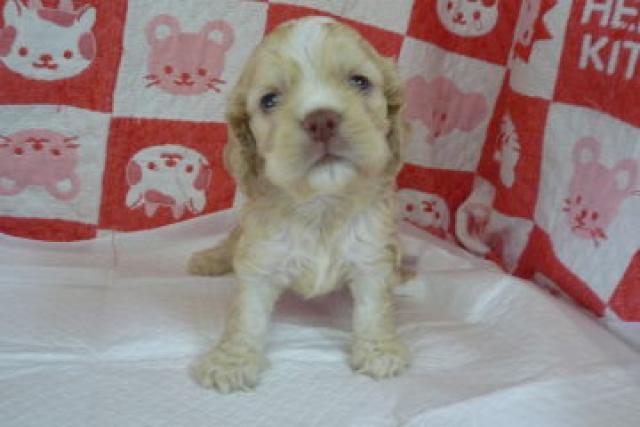 アメリカンコッカースパニエル