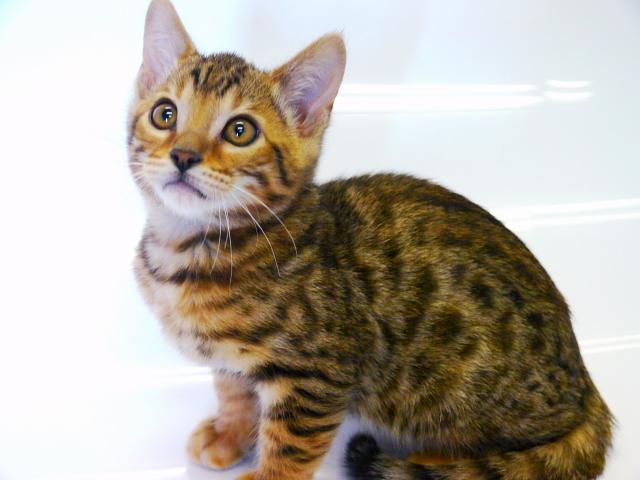 ベンガル　　ブラウン・スポット☆