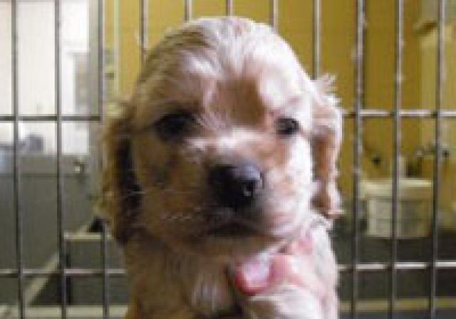 アメリカンコッカースパニエル