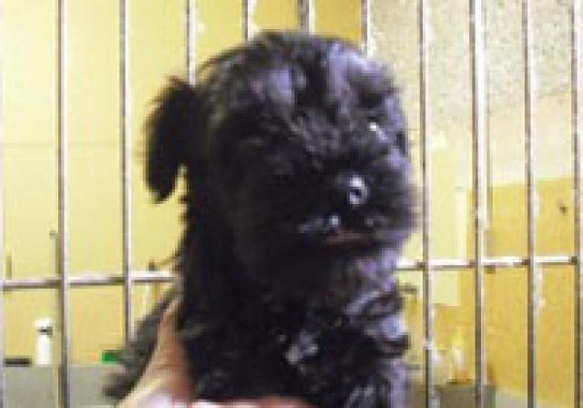 ミニチュアシュナウザー