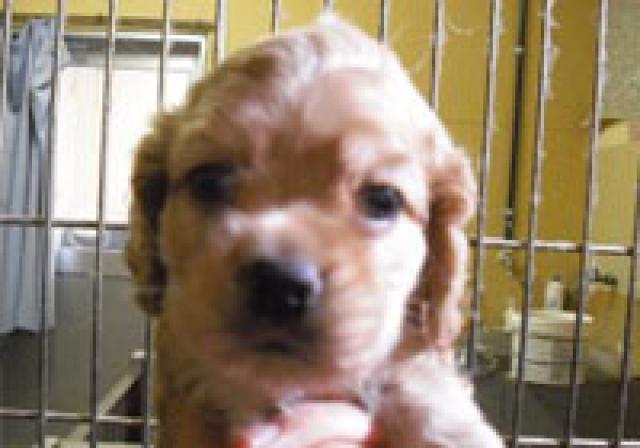 アメリカンコッカースパニエル