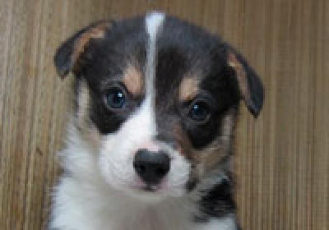 ウェルシュコーギーペンブローク