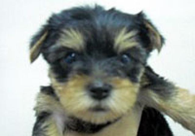 ヨークシャーテリア