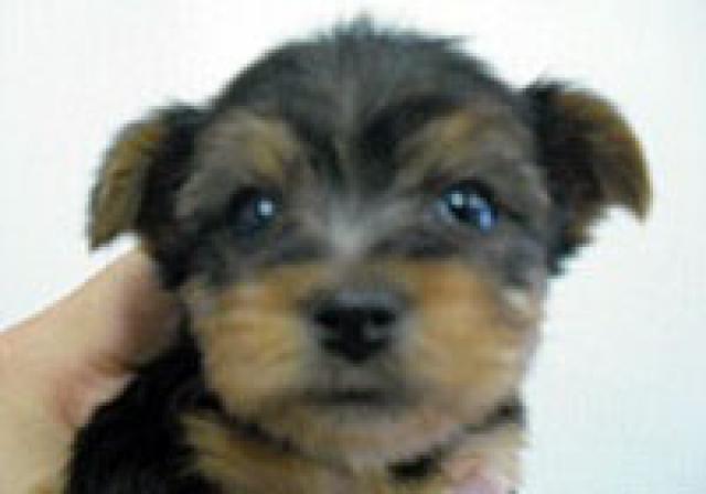 ヨークシャーテリア