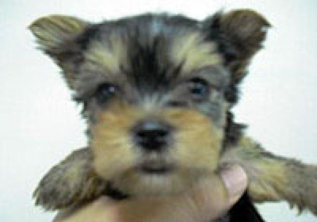 ヨークシャーテリア