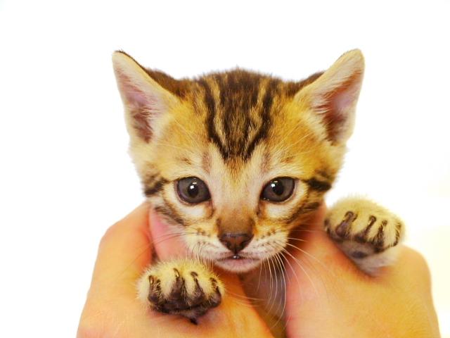 ベンガル　　ブラウン・スポット☆