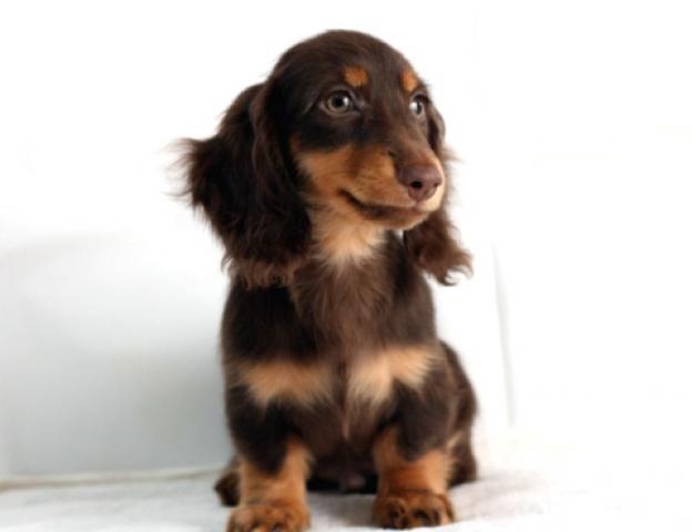 カニンヘンダックスフンド