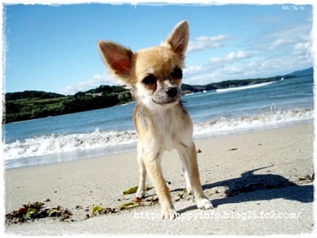 チワワ（ロングコート）