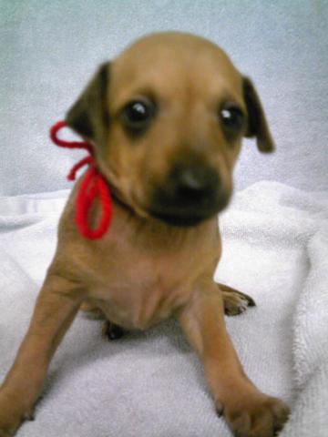 イタリアングレーハウンド