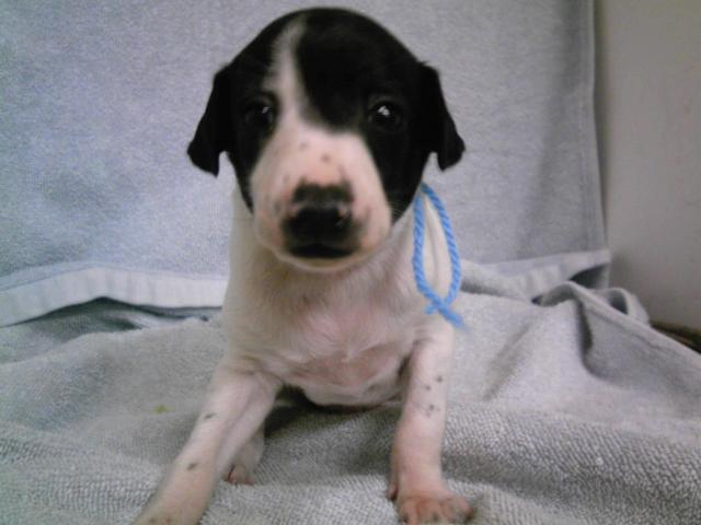 イタリアングレーハウンド