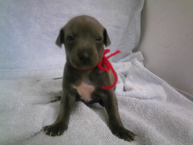 イタリアングレーハウンド