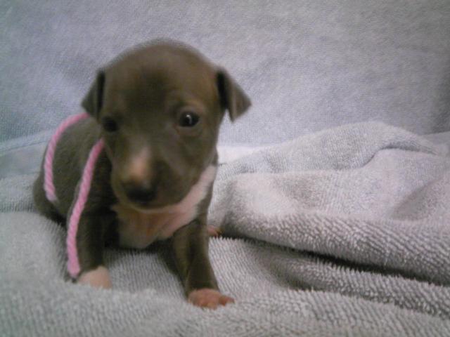 イタリアングレーハウンド